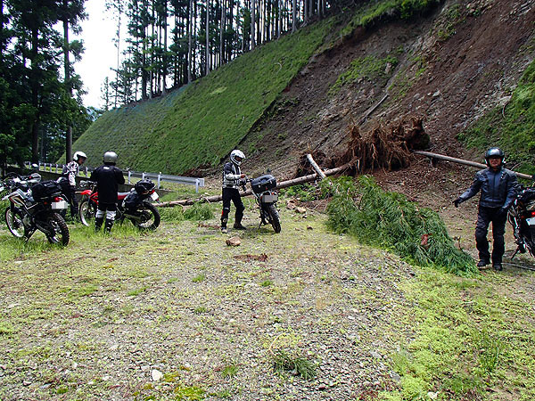 倒木が立ちはだかっていた